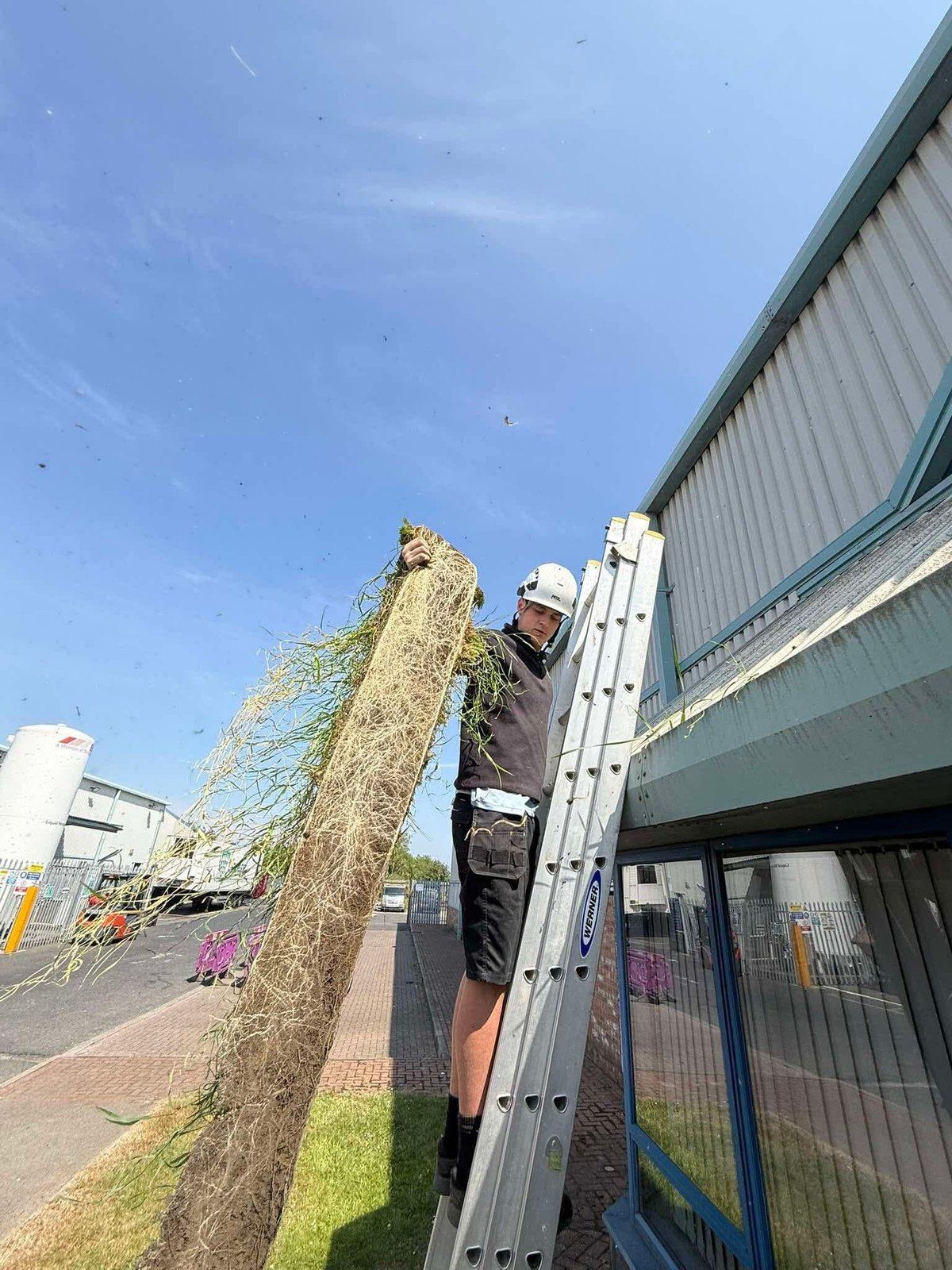 IGM worker removing a long mat of roots and vegetation from a commercial gutter